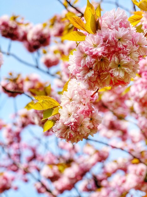 Close-up of pink cherry blossoms in spring