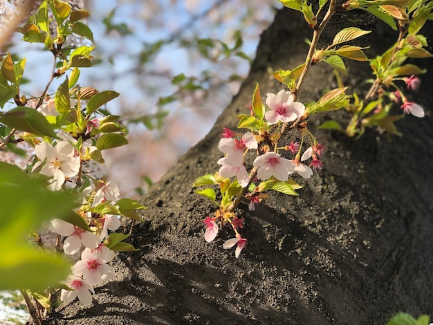 Close-up of pink cherry blossoms in spring