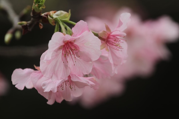 Photo close-up of pink cherry blossoms in spring