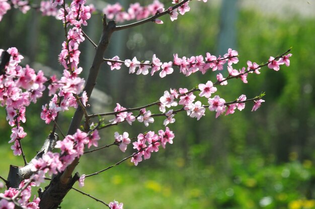Foto close-up dei fiori di ciliegio rosa in primavera