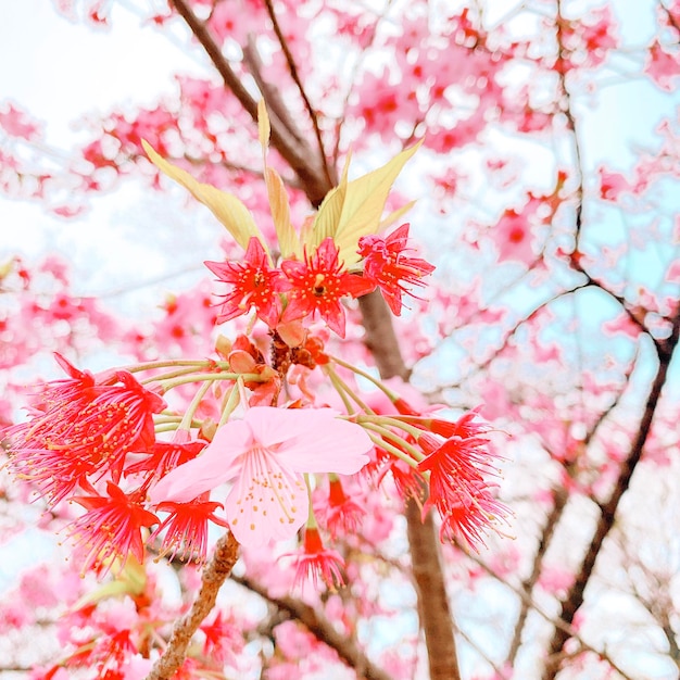 Foto close-up dei fiori di ciliegio rosa in primavera