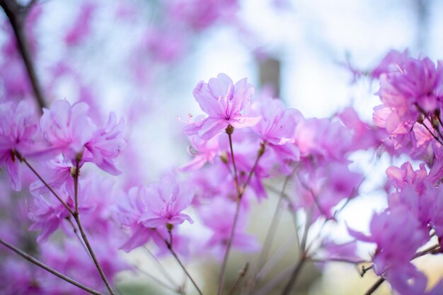 Close-up of pink cherry blossoms