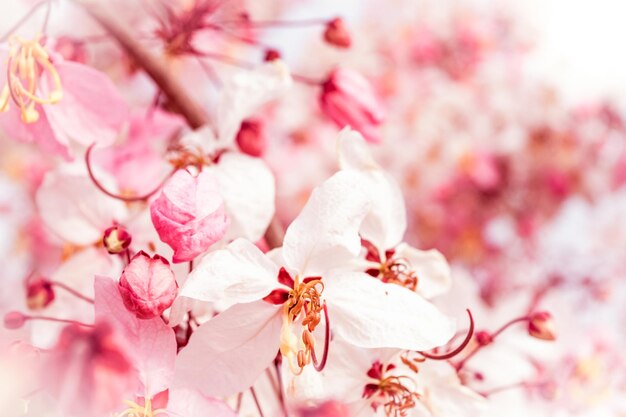 Close-up of pink cherry blossoms