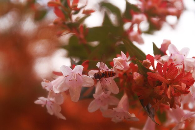 Close-up of pink cherry blossoms