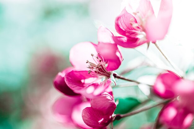 Close-up of pink cherry blossoms