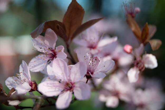 Photo close-up of pink cherry blossoms