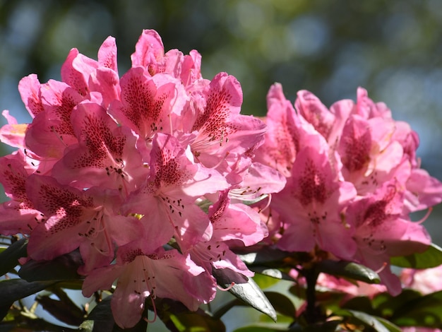 Foto prossimo piano dei fiori di ciliegio rosa