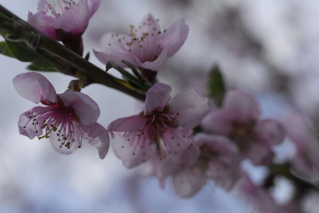 Foto prossimo piano dei fiori di ciliegio rosa