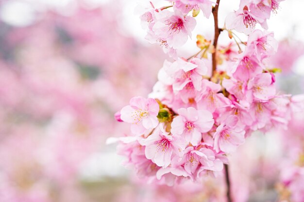 Photo close-up of pink cherry blossoms