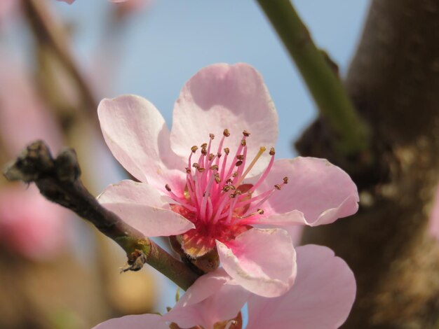 Photo close-up of pink cherry blossoms