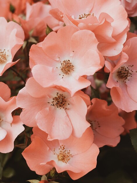 Foto prossimo piano dei fiori di ciliegio rosa