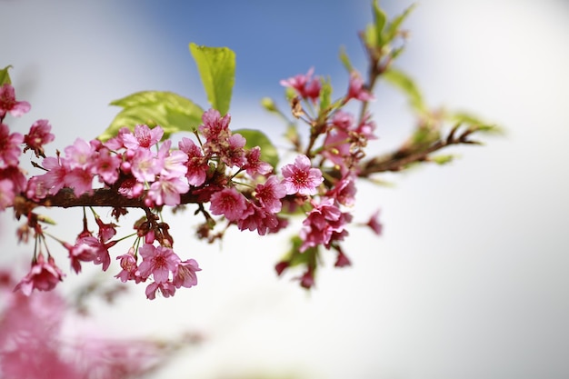 ピンクのチェリーの花のクローズアップ