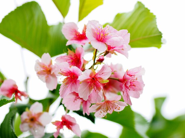 Foto prossimo piano dei fiori di ciliegio rosa