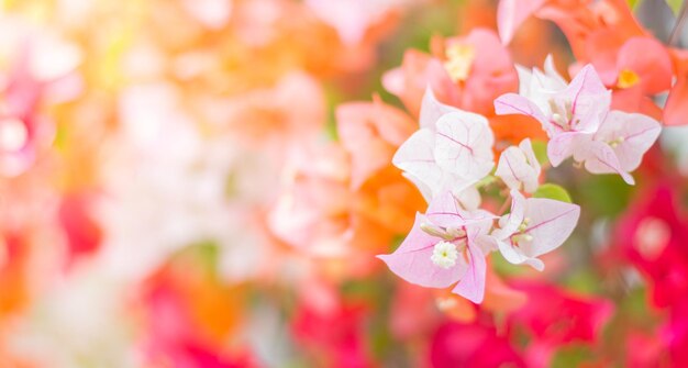 Photo close-up of pink cherry blossoms