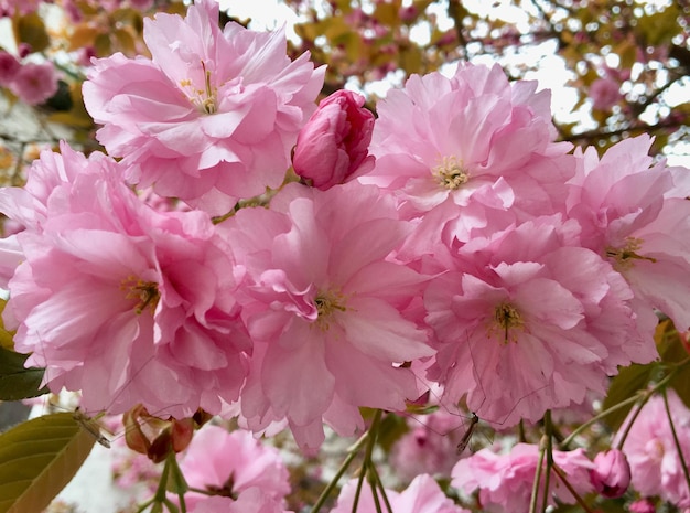 Photo close-up of pink cherry blossoms