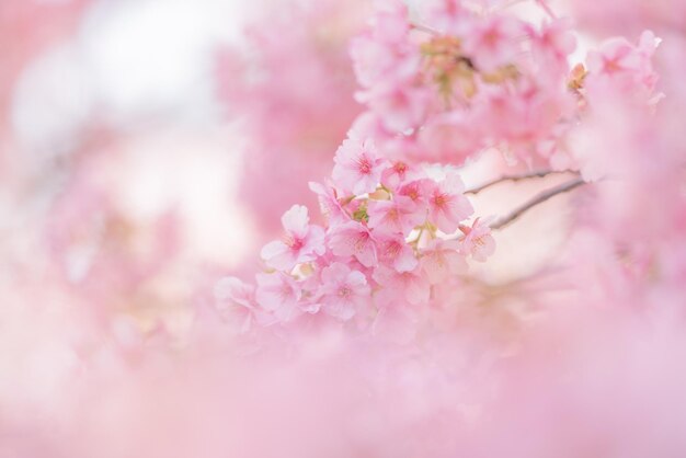 Close-up of pink cherry blossoms