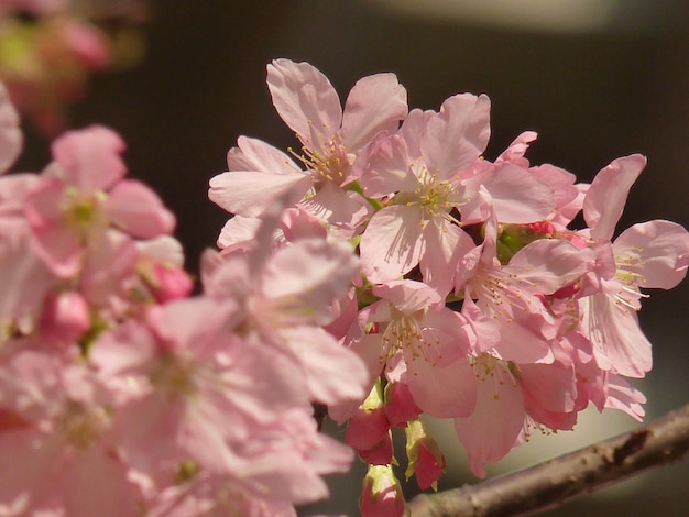 ピンクの桜の花のクローズアップ