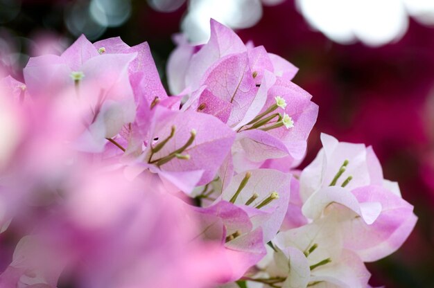 Photo close-up of pink cherry blossoms