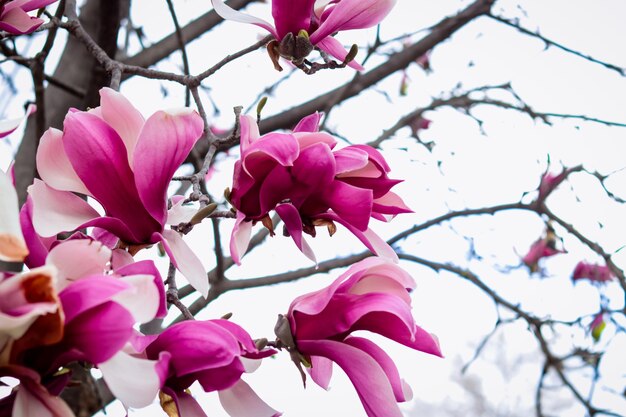 Close-up of pink cherry blossoms