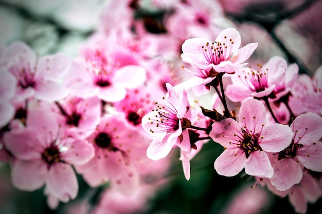 ピンクのチェリーの花のクローズアップ
