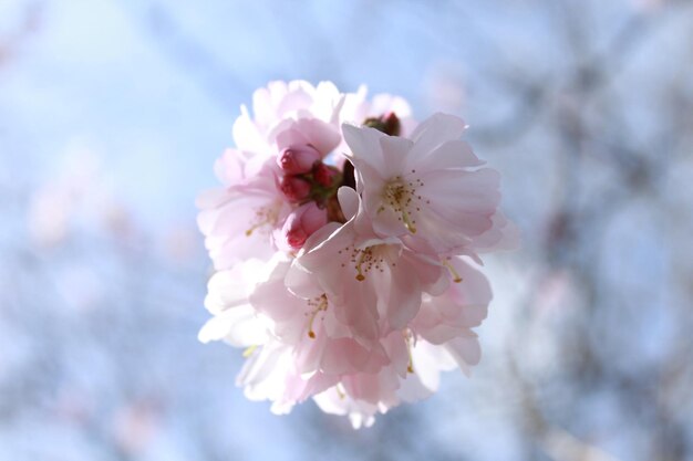 Close-up of pink cherry blossoms