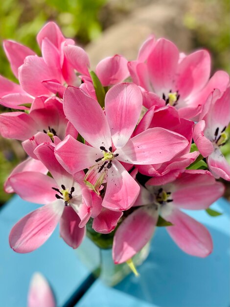 Foto prossimo piano dei fiori di ciliegio rosa