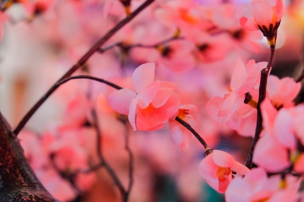 Foto prossimo piano dei fiori di ciliegio rosa