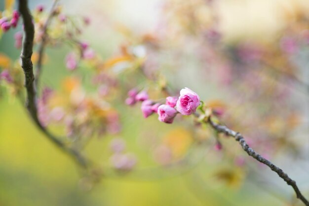 Photo close-up of pink cherry blossoms