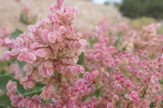 Close-up of pink cherry blossoms