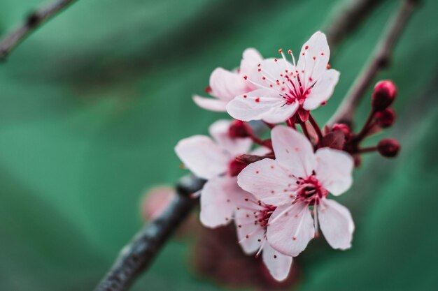 Close-up of pink cherry blossoms