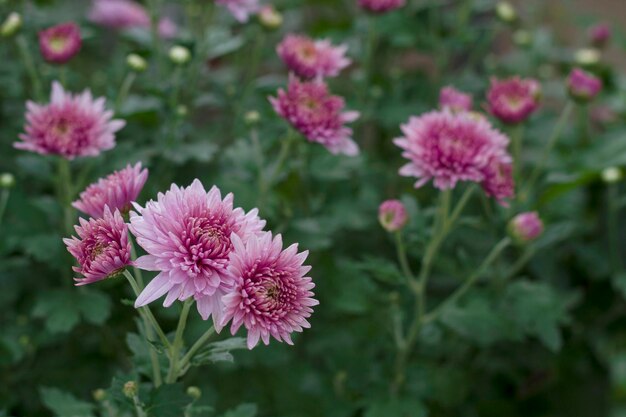 close up of pink chrysanthemums flowers in the garden