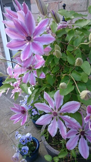 Close up of pink clematis