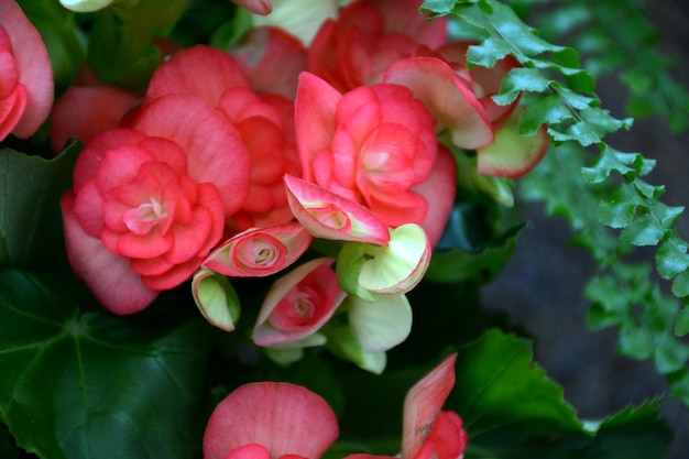 Foto prossimo piano dei fiori di begonia di colore rosa e corallo