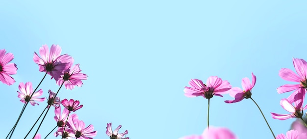 Close up pink cosmos blooming over clear blue sky. Flowers meadow for summer or springtime. Banner background with copy space.