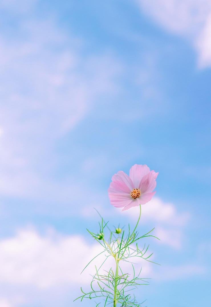 Photo 하늘을 배경으로 분홍색 우주 꽃의 클로즈업