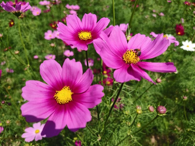 Foto close-up del fiore rosa del cosmo sul campo