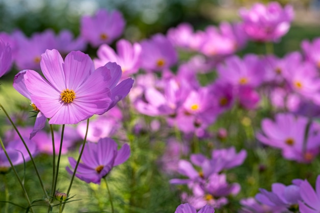 Photo close-up pink cosmos flower in the field.