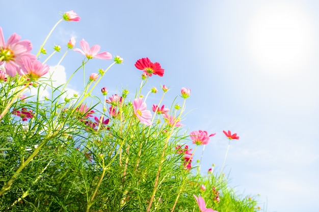 青い空の雲と自然の背景の日光とピンクのコスモスの花を閉じます。