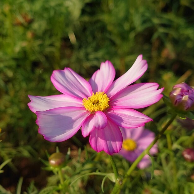 Foto prossimo piano del fiore rosa del cosmo.