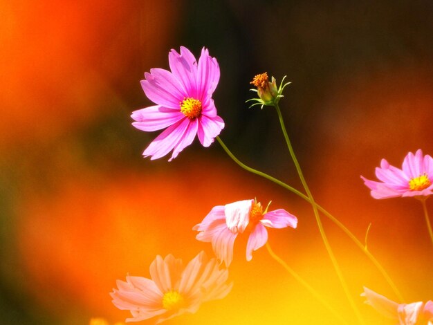 Close-up of pink cosmos flower