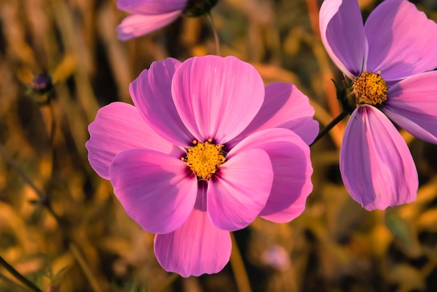 Photo close-up of pink cosmos flower