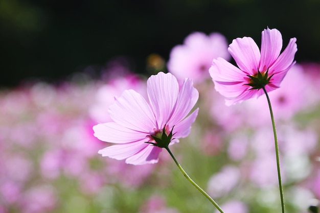 Photo close-up of pink cosmos flower