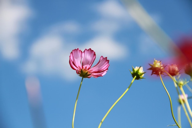 Foto close-up del fiore rosa del cosmo