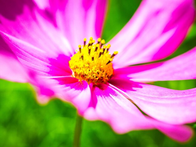 Foto close-up del fiore rosa del cosmo