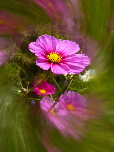 Foto close-up del fiore rosa del cosmo