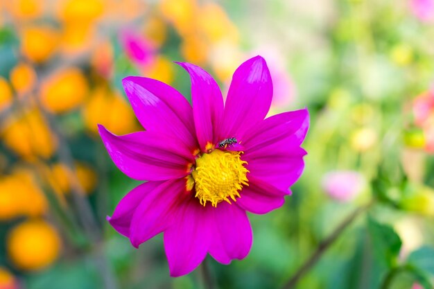 Close-up of pink cosmos flower