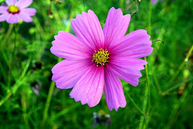 Photo close-up of pink cosmos flower