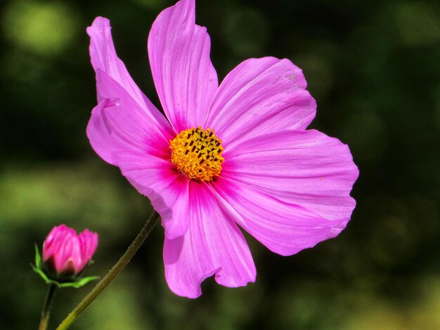 Close-up of pink cosmos flower