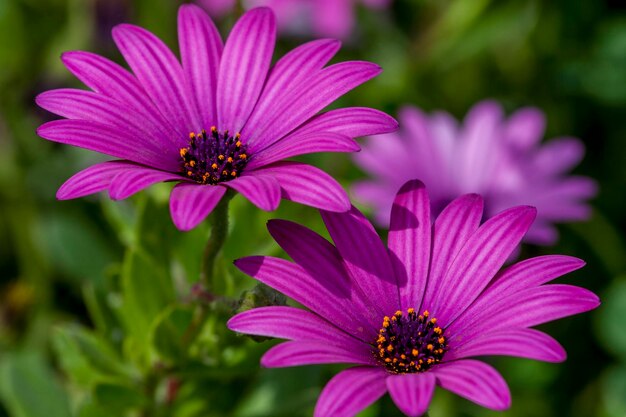 Close-up of pink cosmos flower