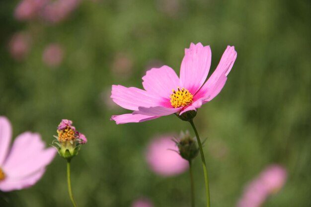 Photo close-up of pink cosmos flower